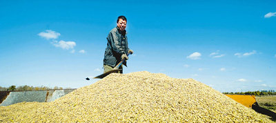 肉雞市場(chǎng)轉(zhuǎn)淡 矮腳黃母雞銷(xiāo)量下滑分析