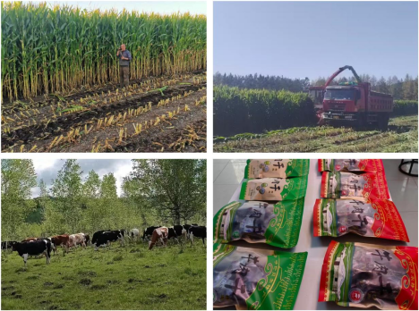 牙克石市庫都爾鎮 集聚“三項”發展之力，繪就鄉村振興新畫卷