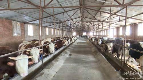 秦州 備飼料、固圈舍，多措并舉保障畜牧養殖場安全越冬