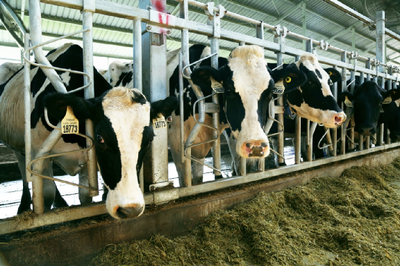 國潮崛起 畜牧漁業(yè)飼料銷售的新風(fēng)口與品牌機(jī)遇